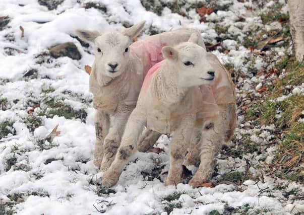 Spring lambs playing in a field near Ilkley thkis week protected by warm weather coats.