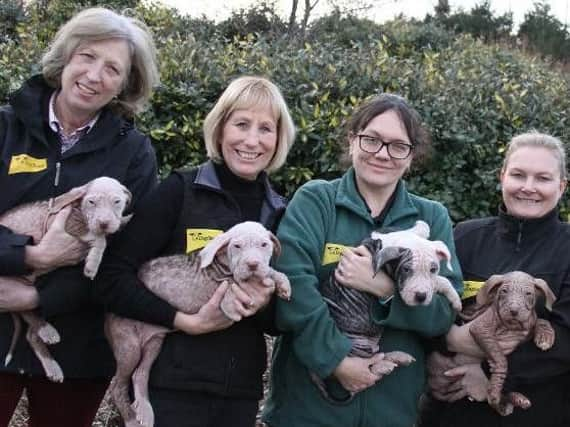 Some of the puppies dumped in Leeds