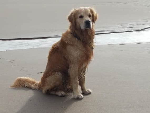 The Carters' golden retriever, Ollie