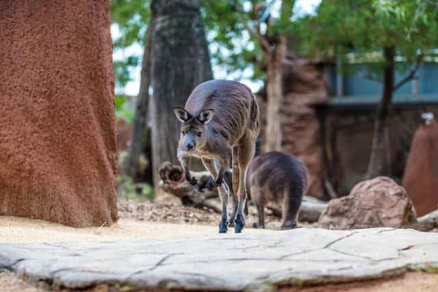 Kangaroos at Wild Life Sydney Zoo