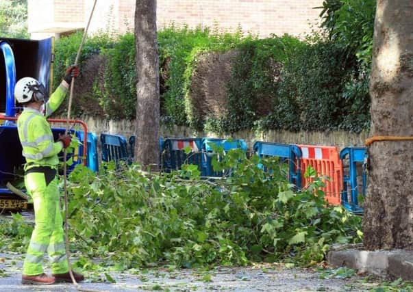 Tree felling work in Sheffield.