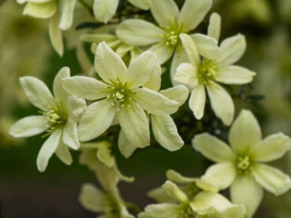 Harrogate's annual Spring Flower Show returns once again this spring, from April 26-29