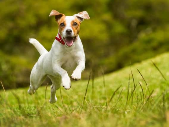 If you want to combine walking your dog with having a pint or two, taking your dog on a walking pub crawl is a great way to go about it