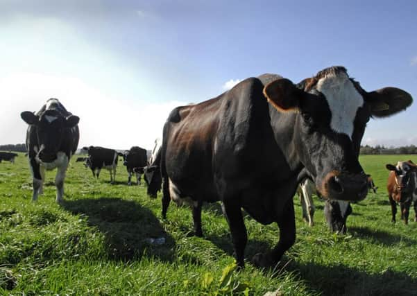 Wensleydale has a long history of dairying, which the new Dairy Days project will aim to tell through human stories, artefects and more. Picture by Bruce Rollinson.