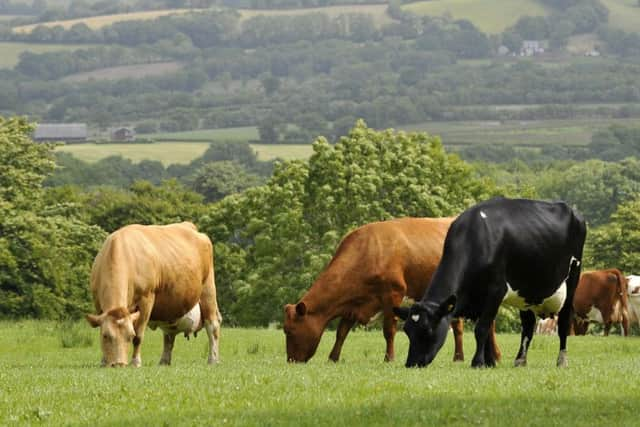 Livestock are only now getting back outside after a long hard winter which has meant many farmers having to spend a lot of extra money on feed. Picture by Ben Birchall/PA Wire.