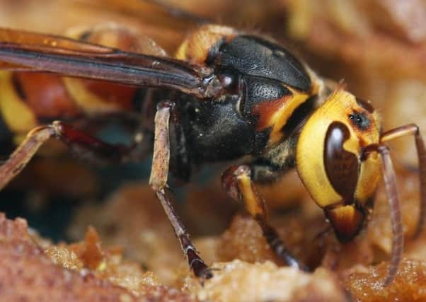 The Asian hornet.