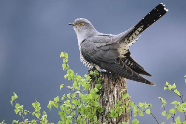 The cuckooflower is traditionally held to be an accurate predicator of the arrival of cuckoos. Picture by Mark Hamblin/RSPB/PA Wire.