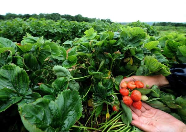 How will Brexit hit Yorkshire's horticultural industry?