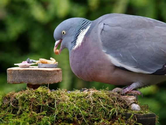 The video appears to show a man biting the head off a live pigeon