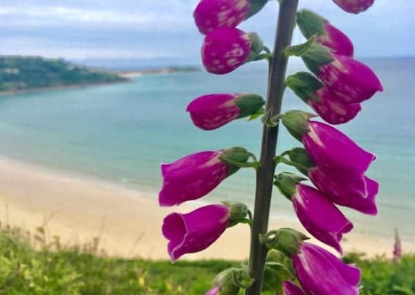 Foxglove contains naturally-occurring poisons that affect the heart, specifically cardenolides or bufadienolides, so when out walking your dog avoid letting them near this wherever possible (Photo: Shutterstock)