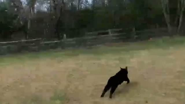 A drone operator has captured this footage of an alleged 'big cat' prowling the British countryside (Photo: SWNS)